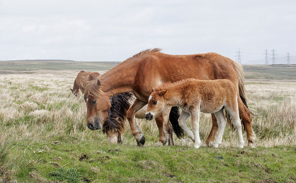 young foal on Welsh meadows - Welsh wild ponies