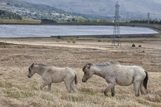semi-wild Welsh ponies beige mare with a foal