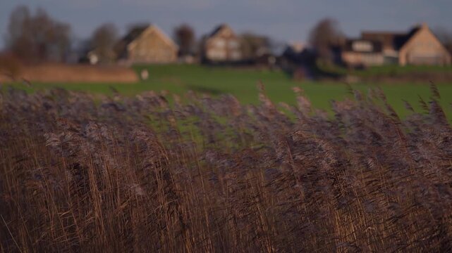 Golden Reeds Swaying in the Wind at Sunset During Early Spring
