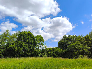Fototapeta premium Lush Green Meadow with Tall Trees Against Bright Blue Sky and White Fluffy Clouds on a Sunny Summer Day