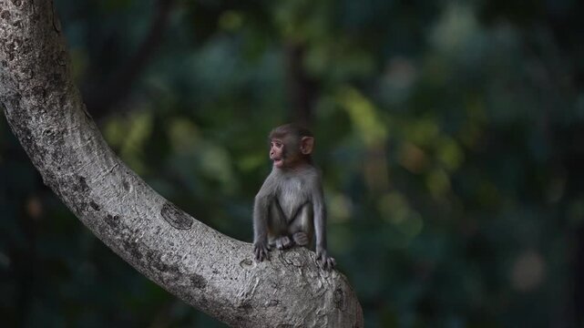 Rhesus macaque baby calling the mother on a tree branch in an Indian national park. Foreground focus and slow motion jump 