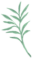 Fototapeta premium Vintage green branch with small round leaves gouache illustration