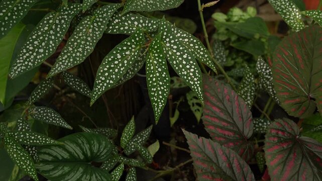 close up view of Begonia leaves, showing its beautiful vibrant color with unique polka dots leave pattern and texture, tropical pattern, greenery vibe, beautiful indoor plants, bird chipping sounds