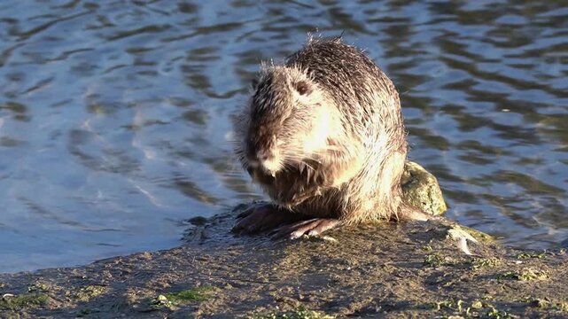 Cute nutria scratching and washing itself in sunset light, orange teeth visible, funny scene 