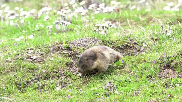 Big marmot running in an alpine field. The Marmot is one of the most familiar species of the mountain wildlife and an essential component of the high-mountain grassland ecosystem