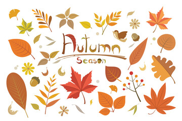 Colorful autumn set of leaves, maple and acorns on white background. © amornism