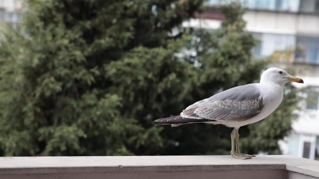 A seagull with white-grey feathers and a yellow beak stands on a concrete ledge against a blurred background of a green tree and building in an urban setting and eats bread
