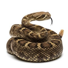 Obraz premium Rattlesnake coiled isolated on a white background ready to strike its fangs and patterned scales with pit viper