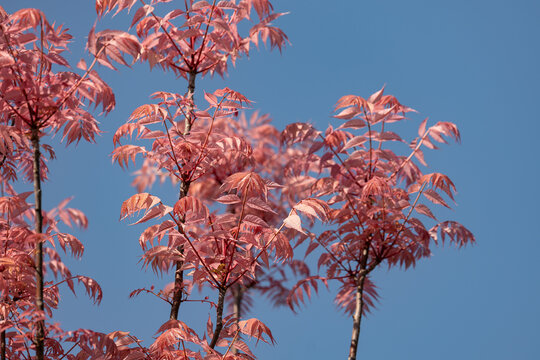 Pink leaves of Toona sinensis &lsquo;Flamingo&rsquo; ornamental tree against blue sky in natural sunlight.