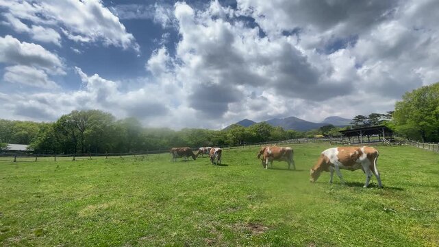 牧草を食む乳牛、初夏の高原牧場