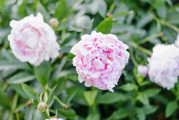 Fototapeta premium Title: Sarah Bernhardt Peony Blossoms in Summer Garden