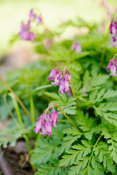 Pacific Bleeding Heart Flowers with Fern Like Leaves