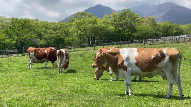 牧草を食む乳牛、初夏の高原牧場