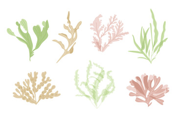 Collection of six colorful seaweed illustrations featuring various shapes and textures, including green, pink, and beige hues on a white background © Olena