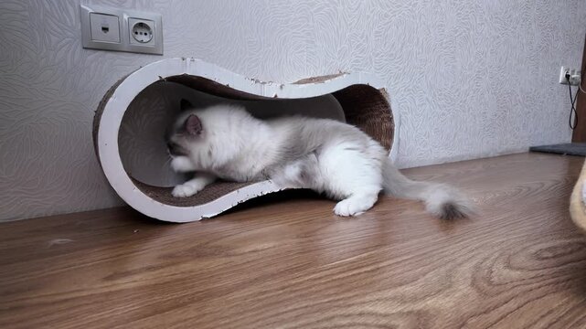 Ragdoll cat sharpens claws on cardboard scratching post in cozy living room. Pet behavior and home environment concept