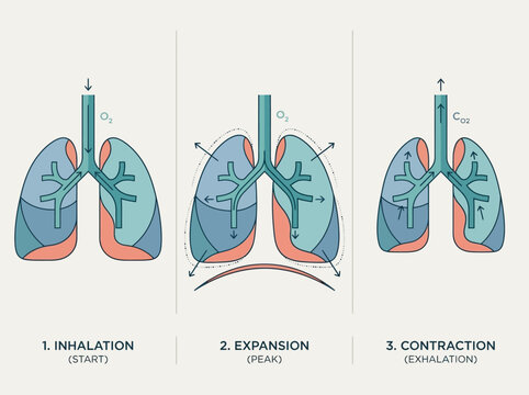 Human Respiratory System Infographic showing Inhalation Expansion and Exhalation Phases of Breathing