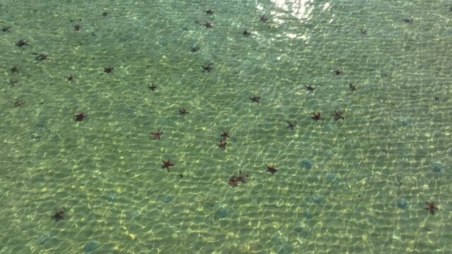 Aerial view of multiple starfish in crystal-clear shallow tropical water, Sandy Beach Phu Quoc, Vietnam in a Day.
