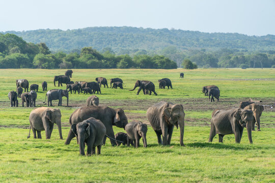 Elephants gathering on grassy plains in Kaudulla National Park, Sri Lanka