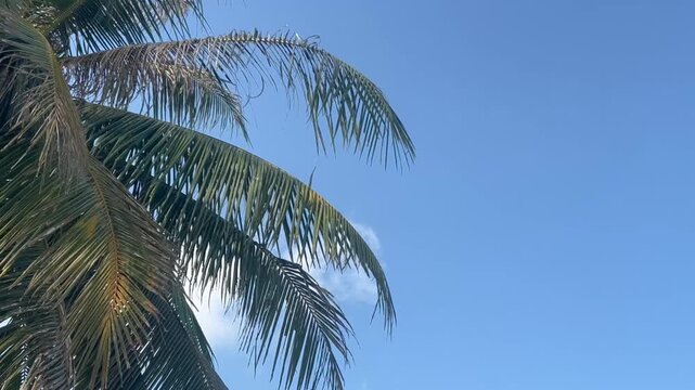 Coconut palms sway gently in the tropical wind beneath a bright blue sky.