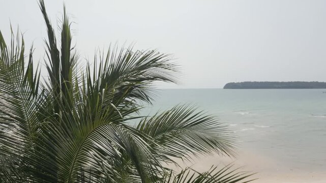 Tropical coconut palms rustling quietly in the island wind.