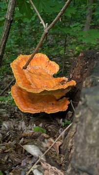 Orange Shelf Mushroom (Chicken of the Woods)