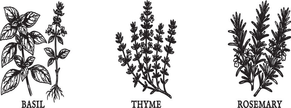Black and white illustrations of basil thyme and rosemary herbs