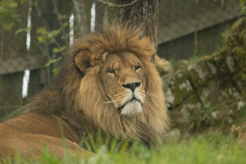 Fototapeta premium lion in the zoo