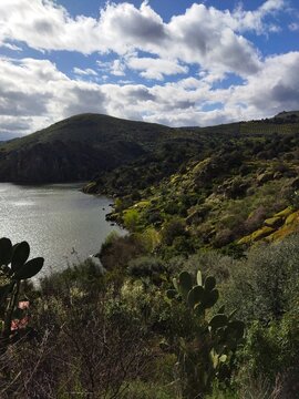 Paisaje de Arribes del Duero con chumberas en primer plano y vistas al r&iacute;o en la zona de La Barca, Vilvestre, Salamanca, Espa&ntilde;a.
