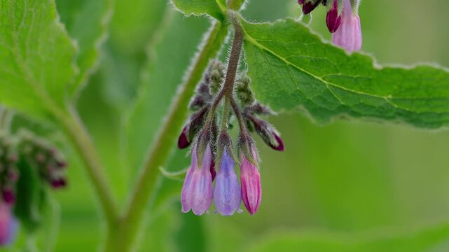Closeup of the bell-shaped flowers of Comfrey, Symphytum sp. in Spring. Wales. UK
