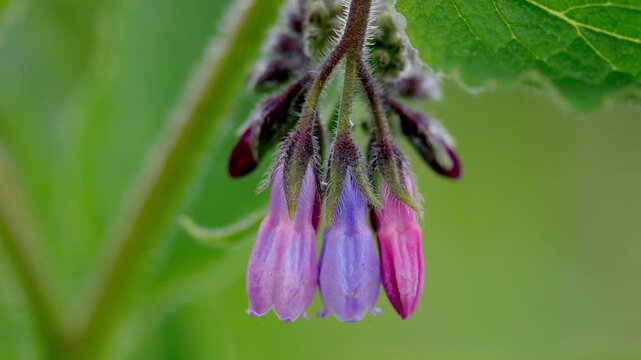 Closeup of nectar-rich Comfrey flowers, Symphytum sp. in Spring. Wales. UK