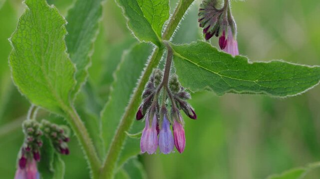 Comfrey, Symphytum sp. flowering in Spring. Wales. UK