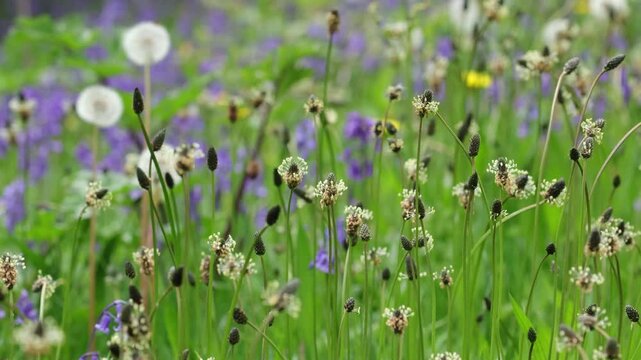 Ribwort Plantain, Plantago lanceolata,, Bluebells and dandelion seed heads in Spring. Wales. UK