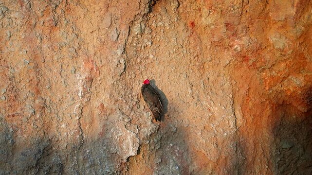 Turkey vulture perched on rocky cliff face at Paracas National Reserve, Peru, during warm sunset light with detailed desert texture and cinematic wildlife atmosphere
