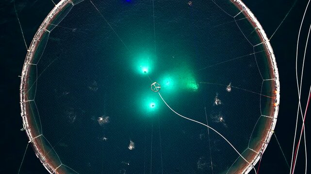Top aerial riser. Salmon jump out of water in illuminated marine pen of aquafarm