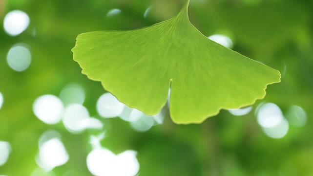 Close up of a single green ginkgo leaf against a soft forest background.
