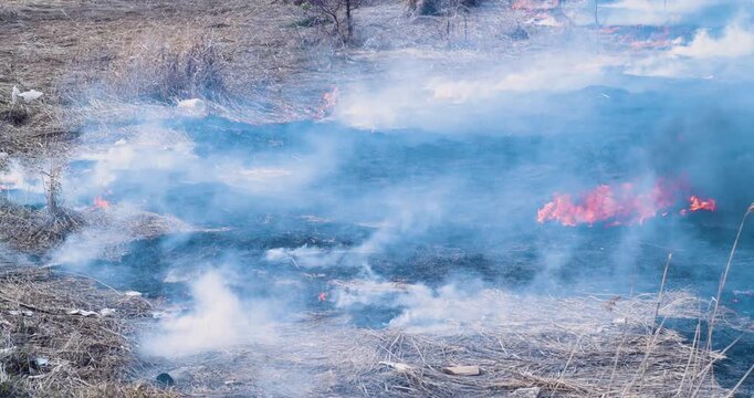 Feel the heat of a wildfire as it engulfs a field of dried grass. The flames crackle and roar, serving as a reminder of the power and unpredictability of nature's elements.