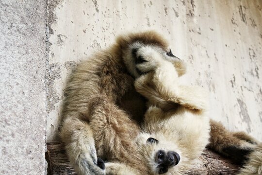 Two lar gibbons with light brown and blonde fur huddling and interacting together on a wooden log structure inside a zoo enclosure with a rough textured concrete wall background daytime wildlife frame