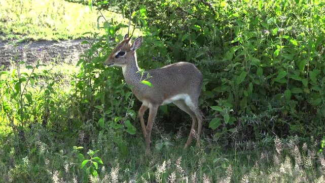 Dik Dik in bush