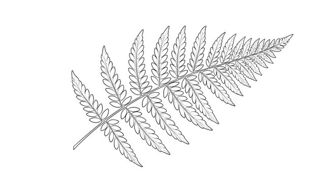 Detailed black and white line drawing of a single fern frond with many delicate leaflets in a botanical style.