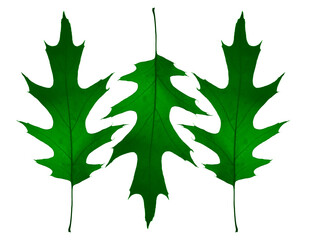 Fototapeta premium 3 three Maple leaf oak Vibrant green summertime leaf isolated on white sky background summer spring season tree branch on backdrop