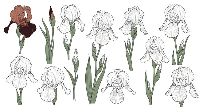 Comprehensive botanical collection of iris flowers showing different bloom stages and positions in a detailed sketch style.