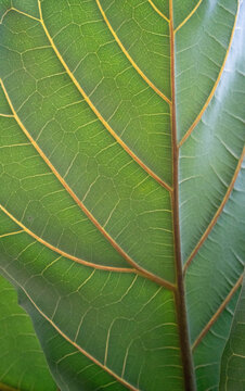 Close-up of a vibrant green leaf showcasing intricate vein patterns.