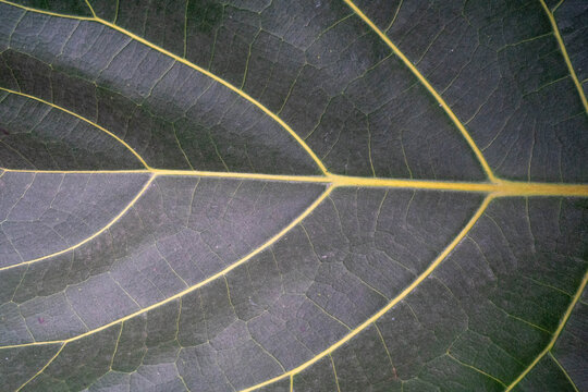 Close-up of a green leaf displaying intricate vein patterns and textures.