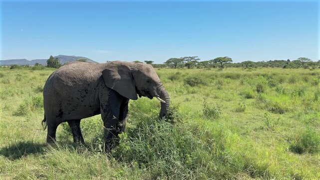 Dining elephant