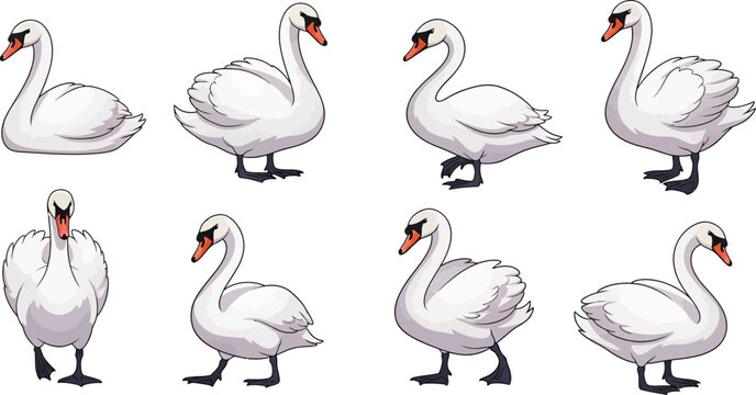Cute white swan cartoon character collection with different poses sitting walking standing isolated on white background vector illustrationCute white swan cartoon character collection with different p