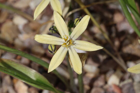 Triteleia ixioides 'Starlight'. Close up of single buff cream pale yellow triplet lily flower in spring.  