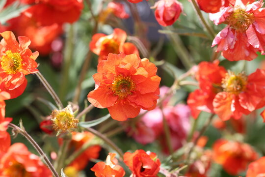 Geum Scarlet Tempest ('Macgeu001'PBR) (Tempest Series). Close up of scarlet red avens from the tempest series in the spring. 