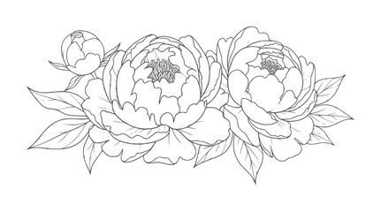Delicate line of peonies and bud with leaves peony flower floral leaf © Musfiqur