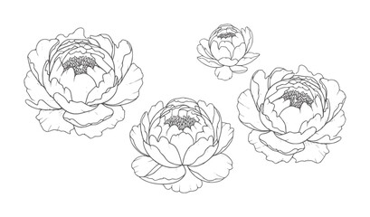 Four delicate line peonies in various sizes white peony flower floral bloom blossom © Musfiqur