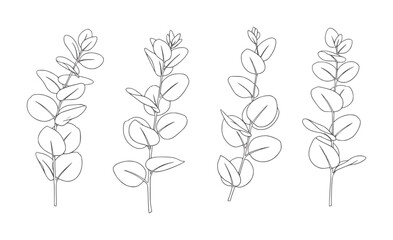Four line eucalyptus branches with oval leaves leaf outline © Musfiqur